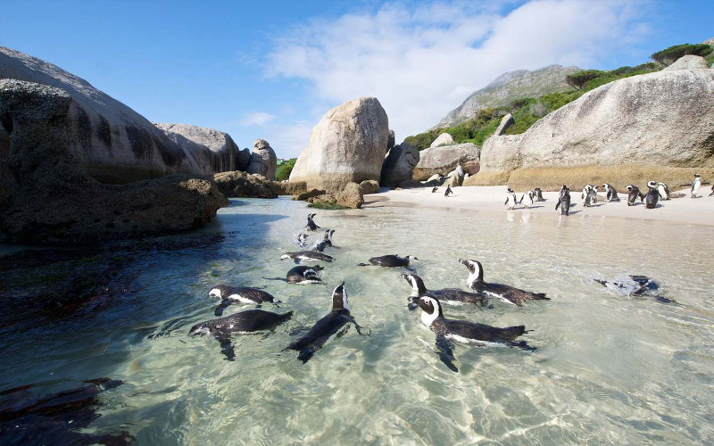 Penguins at Boulders Beach, Simonstown.