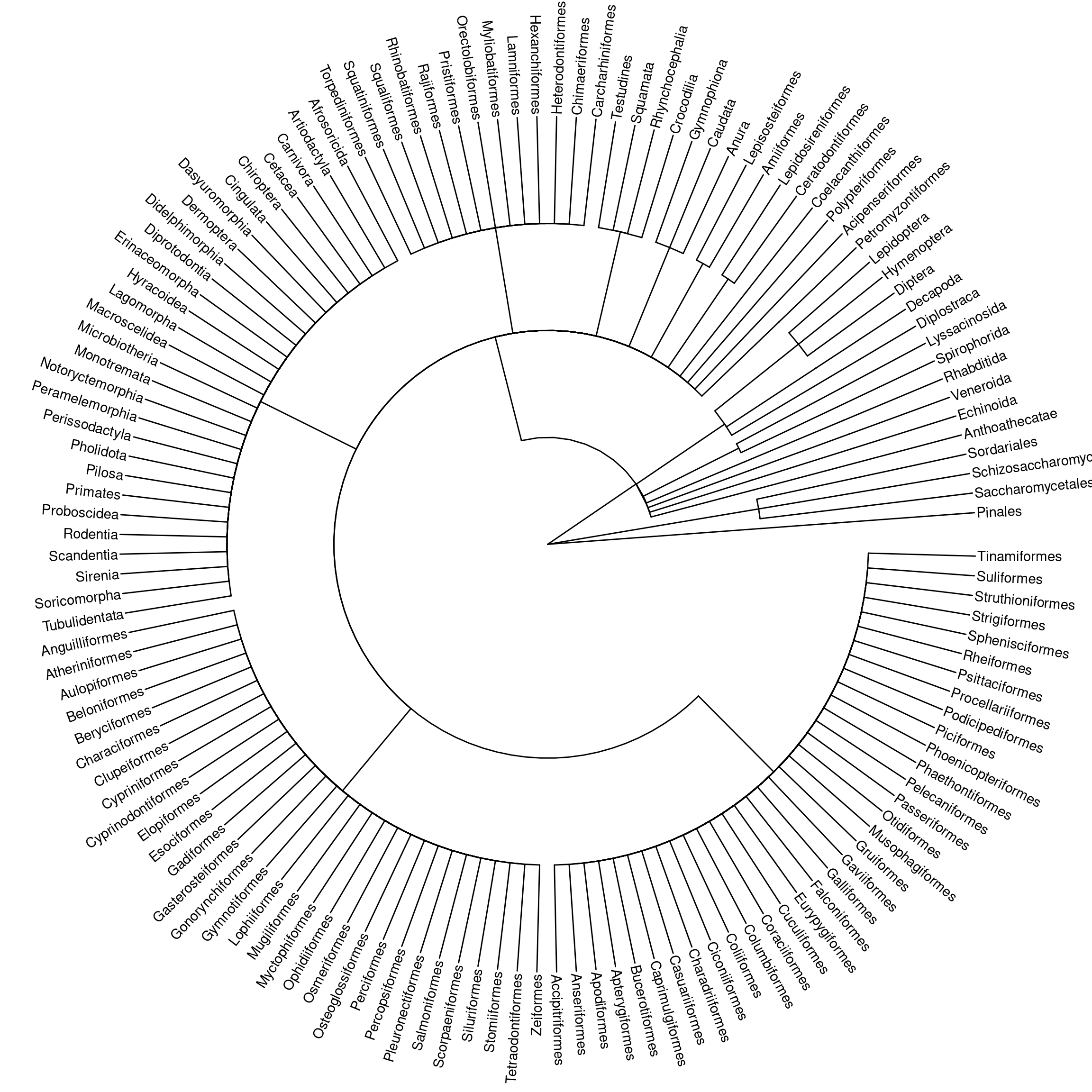 A phylogenetic tree.