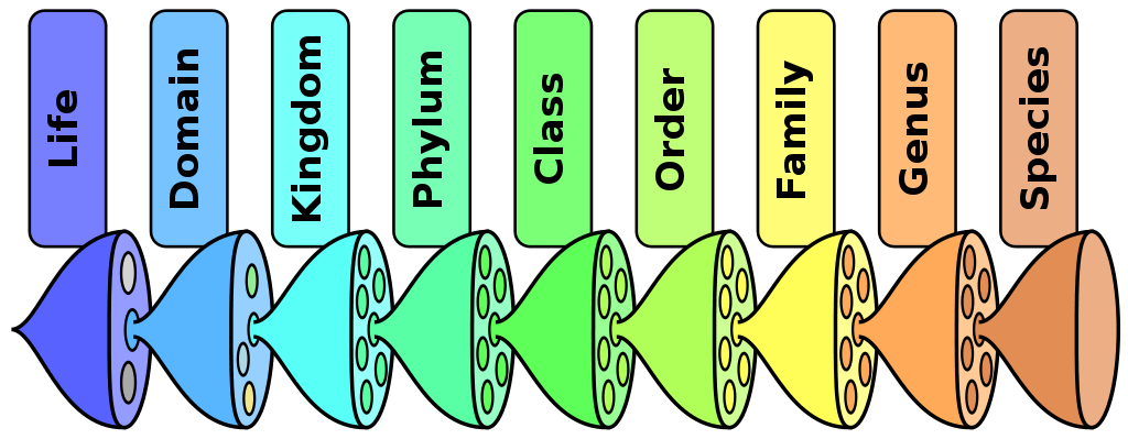 Taxonomic ranks.