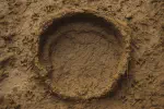 An elephant footprint in muddy ground with footprints of smaller animals.